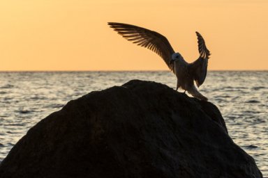 Рассвет в Алупке. Чайка